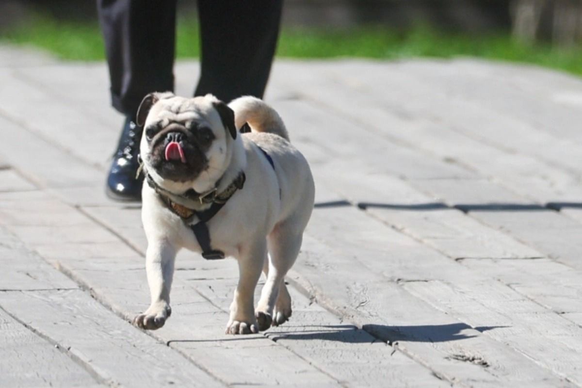 Beloved UK dog breeds may vanish