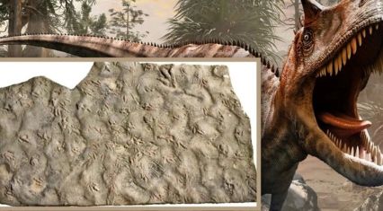 Dinosaur footprints discover in China