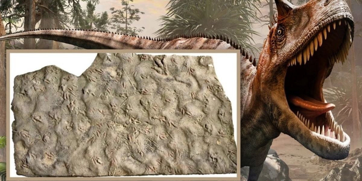 Dinosaur footprints discover in China