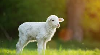 Azerbaijan’s lamb imports see sharp growth