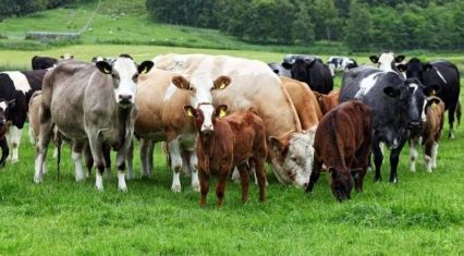 Azerbaijan becomes Georgia’s second-largest cattle export market in 2025