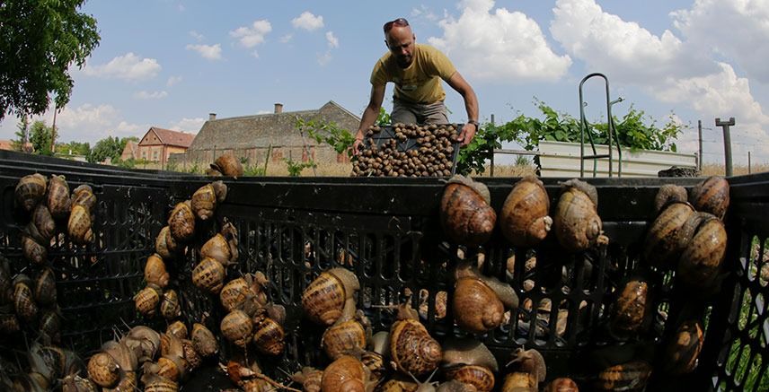Azerbaijan’s unlikely new export: why Europe is buying its snails