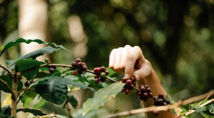 Laos champions eco-friendly coffee and tea