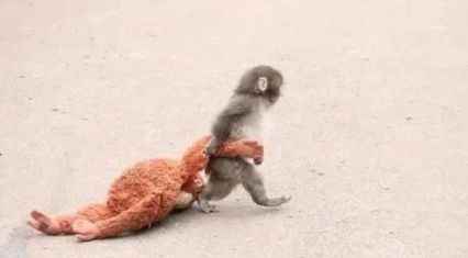 Baby monkey Punch becomes internet sensation