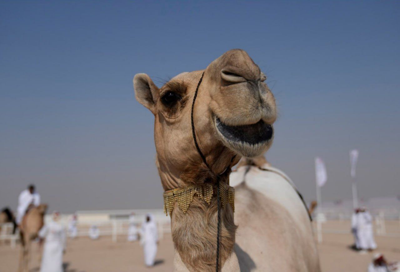 Botox scandal hits Oman's Camel Beauty Festival