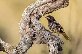 Endangered honeyeater’s song revived in Australia