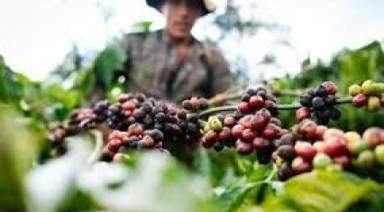 Vietnam warns of farm export losses from Middle East conflict