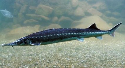 Sturgeon imports to Azerbaijan surge in January 2026