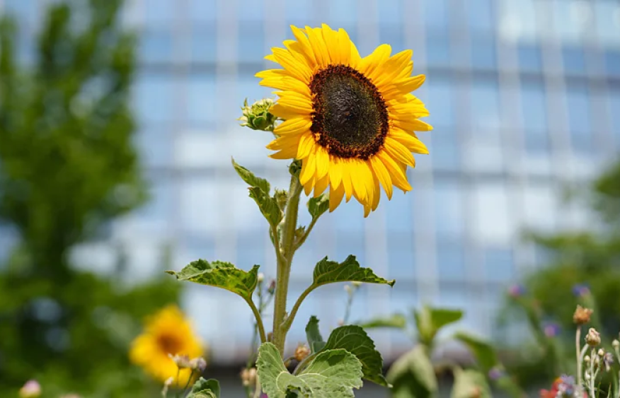 Why wildflowers spread into urban areas
