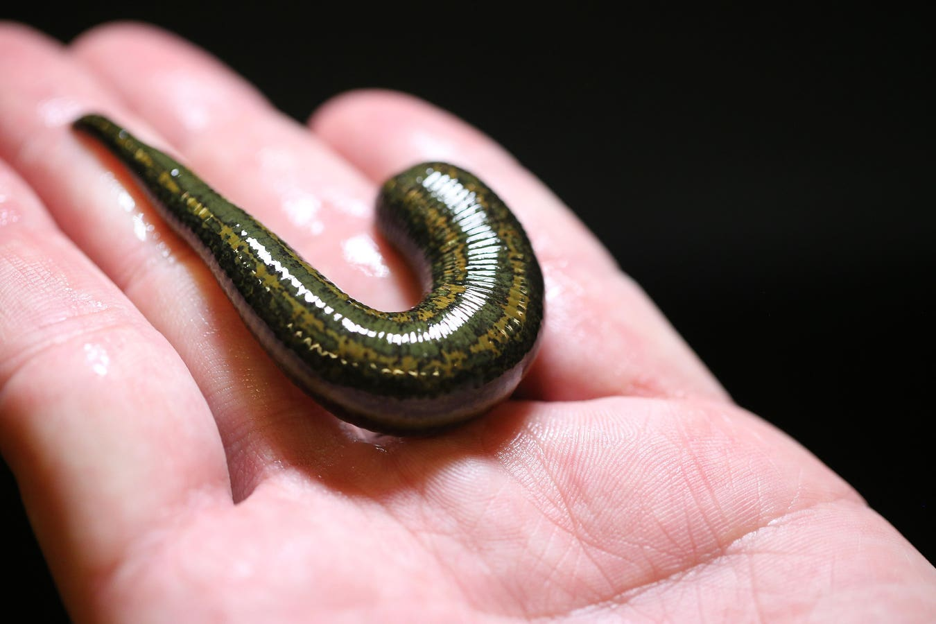 Azerbaijan eyes expansion of medical leech exports to global markets