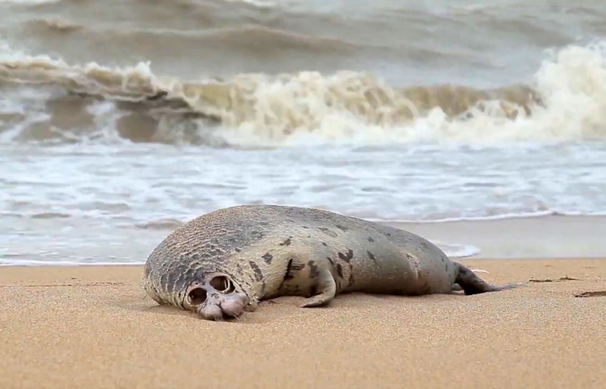 Dozens of seals found dead along Caspian Sea's coast