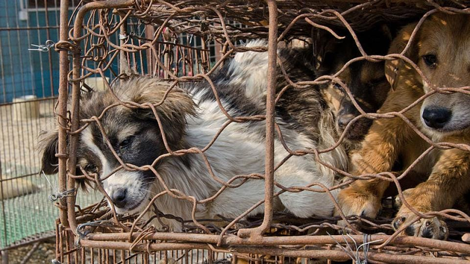 Czech Republic to criminalize killing pets