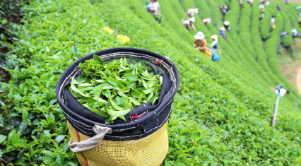 Azerbaijan’s tea imports drop 25% early this year