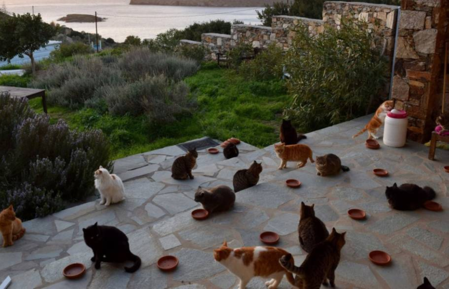 Greece offers free housing for cat caretakers
