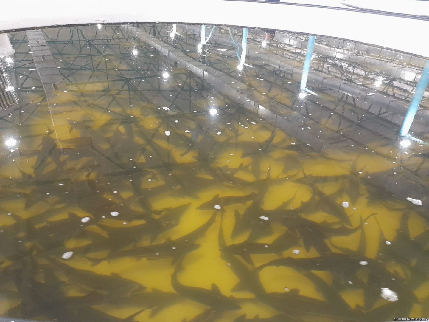 Azerbaijan to provide preferential loans to fishin
