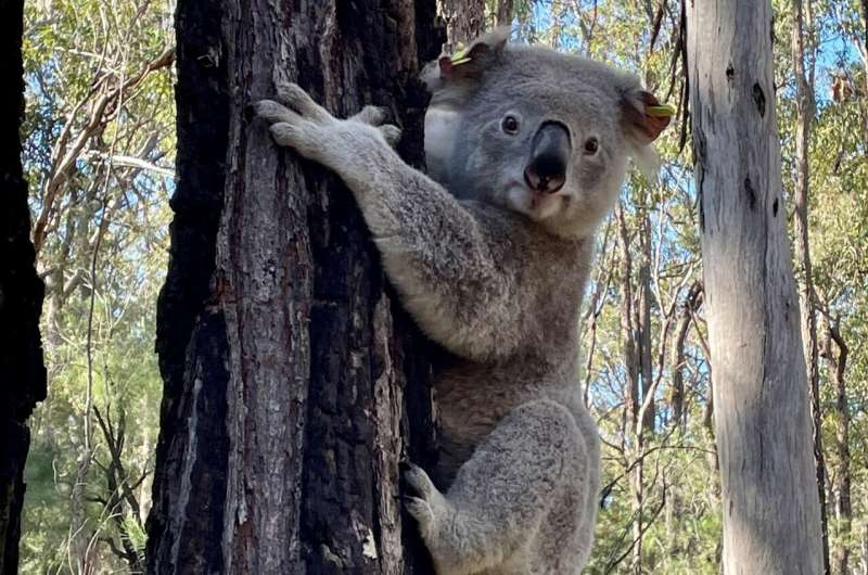 Study suggests koala decline predates humans