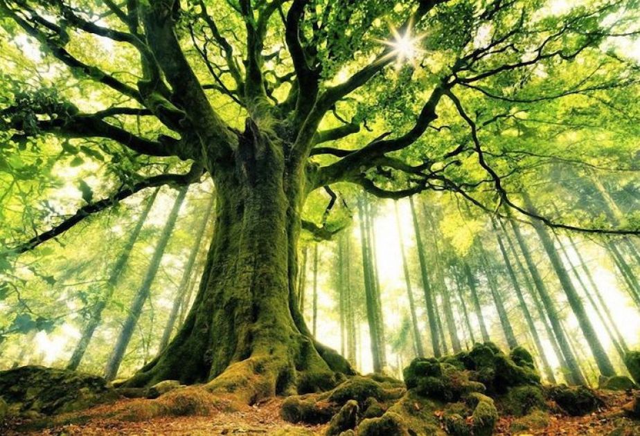 Trees alone may not be enough to cool cities, stud