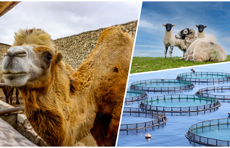 Animals that built Azerbaijan's countryside are getting second chance
