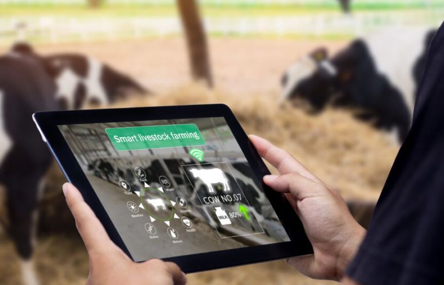 How Azerbaijan plans to digitise its livestock economy