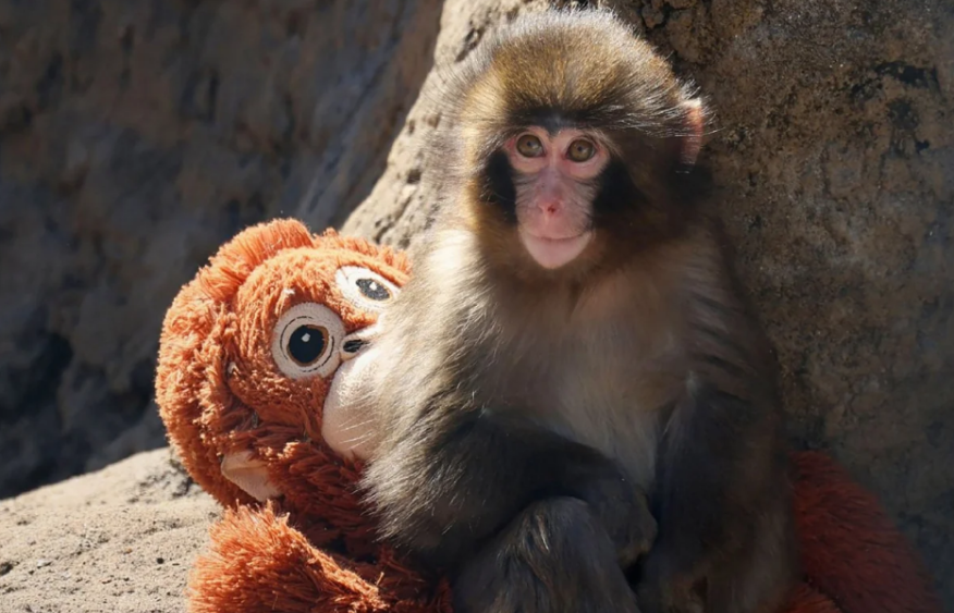 Macaque Punch marks first birthday after winning hearts worldwide [PHOTOS]