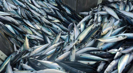 Azerbaijan imports more than 640 tons of frozen mackerel in five months