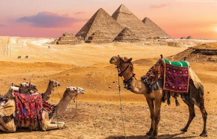 Egypt phases out camel and horse rides at Giza Pyramids amid animal welfare concerns