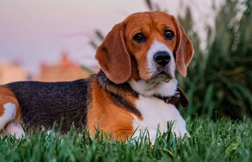 New hypoallergenic beagles develop in USA