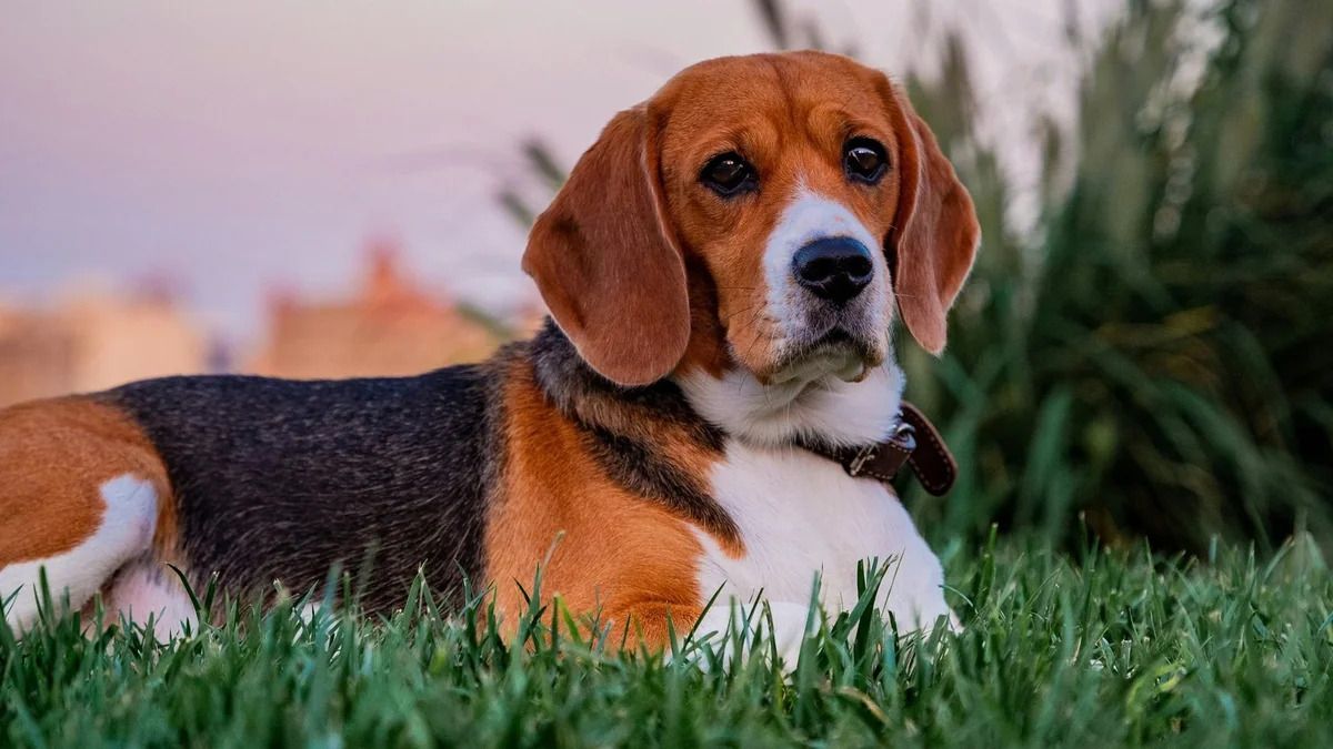 New hypoallergenic beagles develop in USA