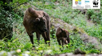 Eight bison calves born in Shahdag National Park this year