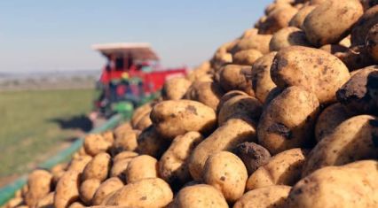 Azerbaijan’s potato exports surge as prices come under pressure