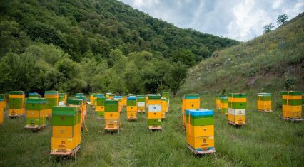 Over 200,000 bee colonies find new home in Azerbaijan’s liberated territories