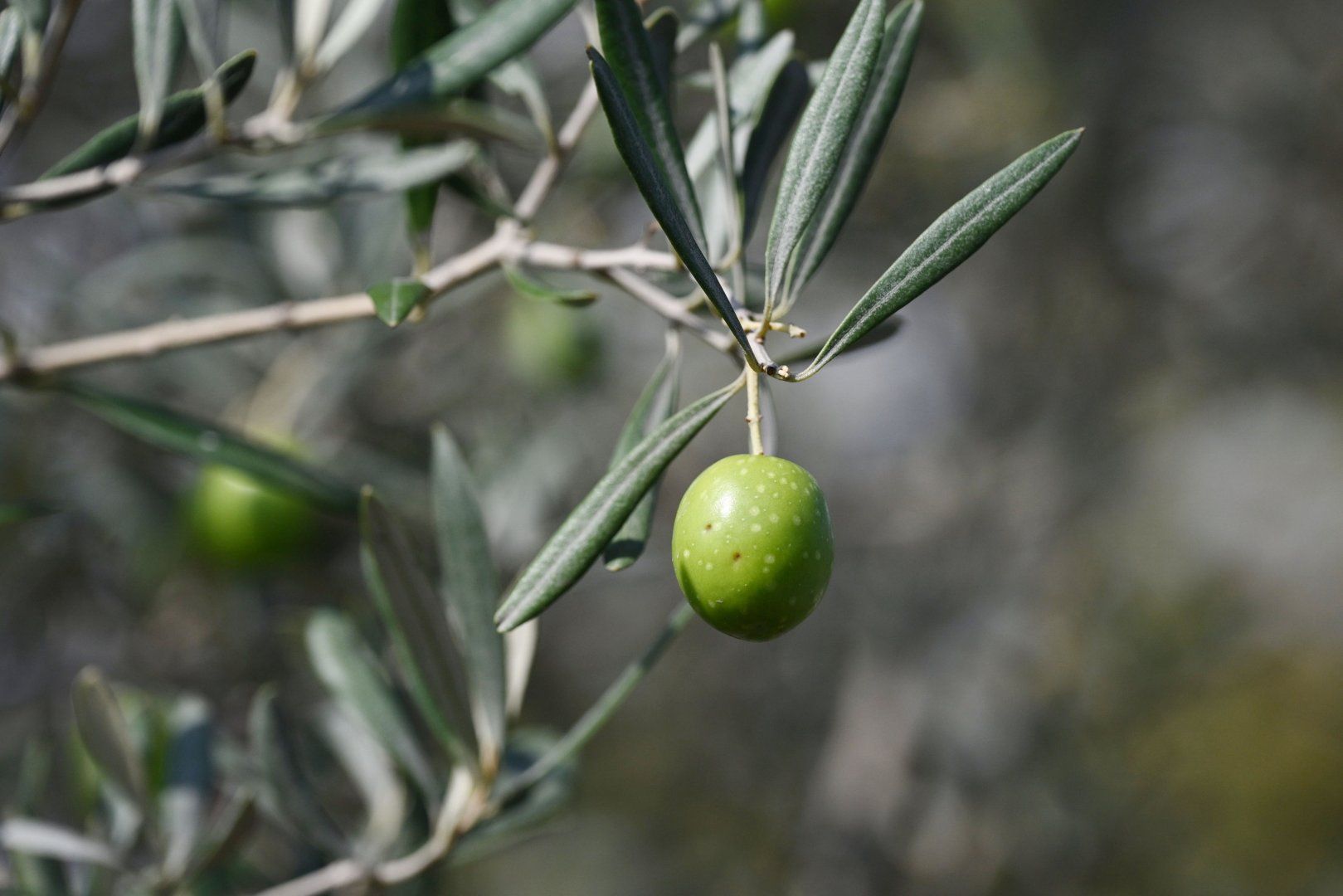 Slider Image 1