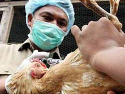 Newcastle bird disease outbreaks in Eastern Kazakhstan