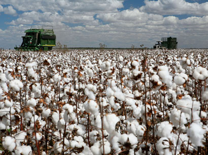 Turkmen president instructs to accelerate sowing of raw cotton