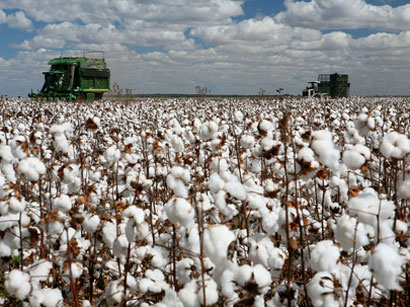 Tajikistan expanding cotton fields in a bid to raise output