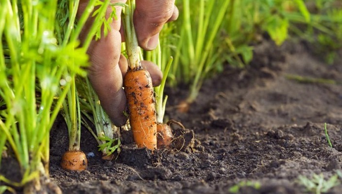 Azerbaijan faces losing harvest risk