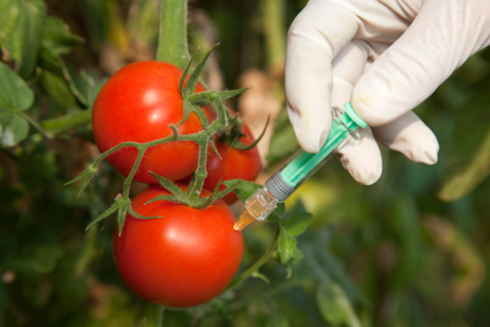 Azerbaijan may imprison GMO distributors