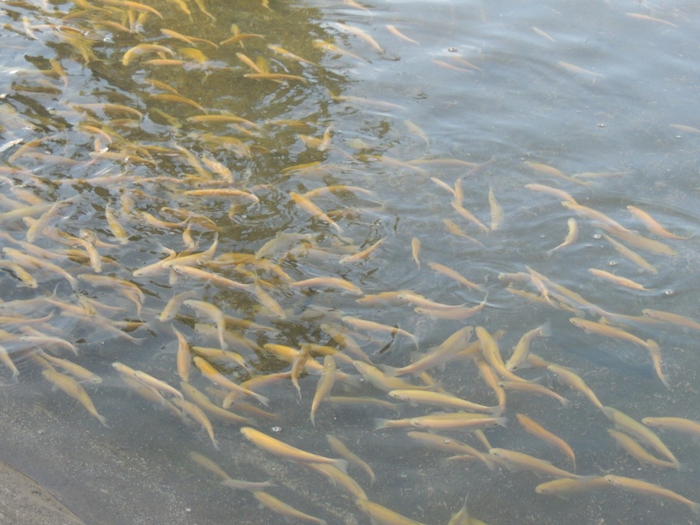 Fish plants prepares to release fingerlings