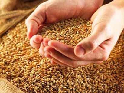 Grain harvest exceeds 3 million tons in Kazakhstan