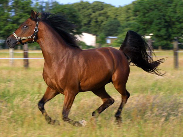 Horse-riding traditions in Azerbaijan