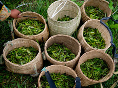 Iran tea production ups 65 pct