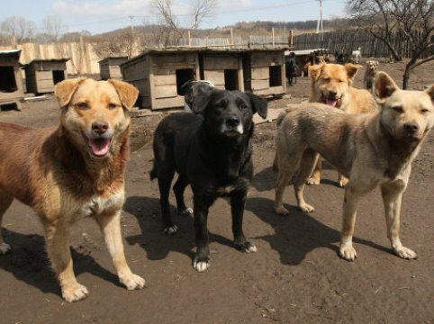 Moscow to crack down on stray dogs