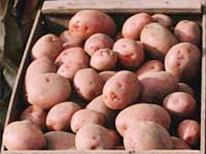 Iran's potatoes exported to Azerbaijan, Russia and Persian Gulf states