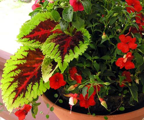 Miracles of ordinary plants