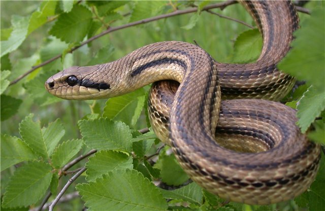 Expert warns about snake bite season