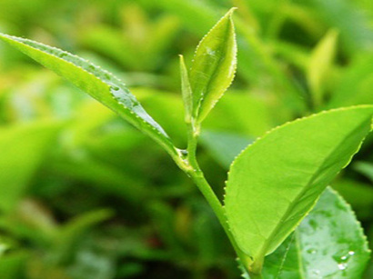 Tea harvest reduces in Iran