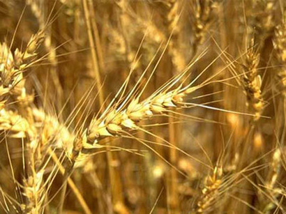 Uzbek farmers start harvesting grain