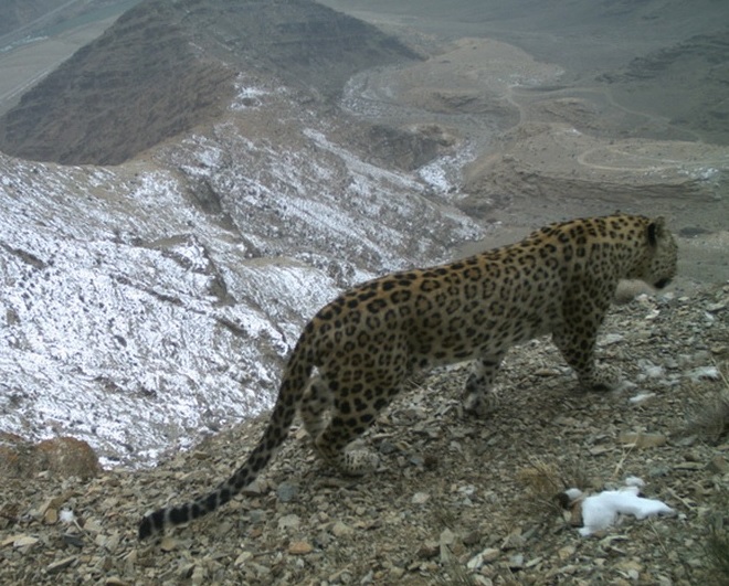 Cameras trap two leopards in Azerbaijan's Zangezur National Park