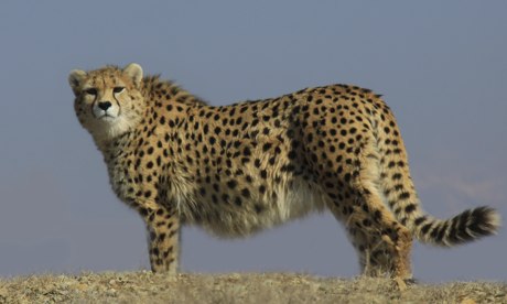 Iran to start new cheetah protection program