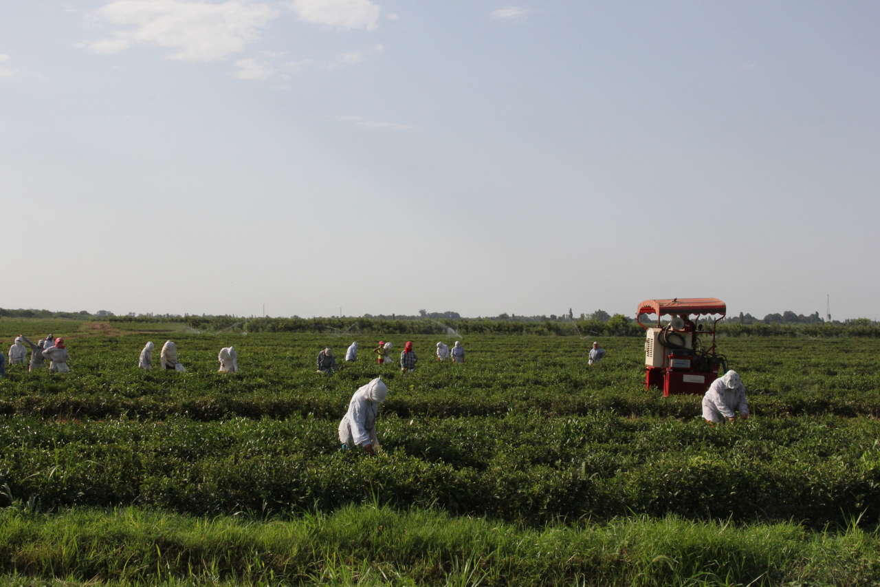 Azerbaijan restores tea culture